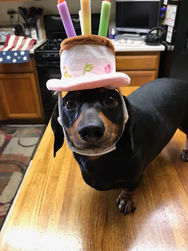 Dogs