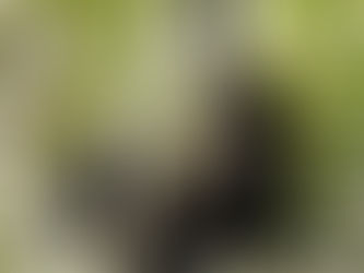 ジェーン・グドール博士