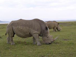 シベリアのケブカサイ