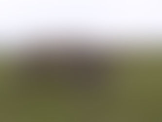 シベリアのケブカサイ