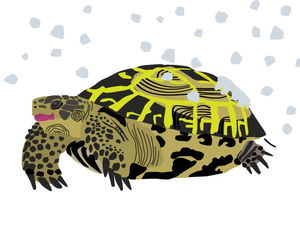 Turtle