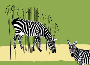 Zebra