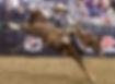 University of Wyoming saddle bronc rider Traven Sharon, of Ordway, Colo., marked 82 points during Thursday’s College National Finals Rodeo performance -- the second-best score with one night of competition left. His three-head score of 235.25 points sends him to Saturday’s championship round at Casper’s Ford Wyoming Center. (Andrew Towne/Casper Star-Tribune Photo)