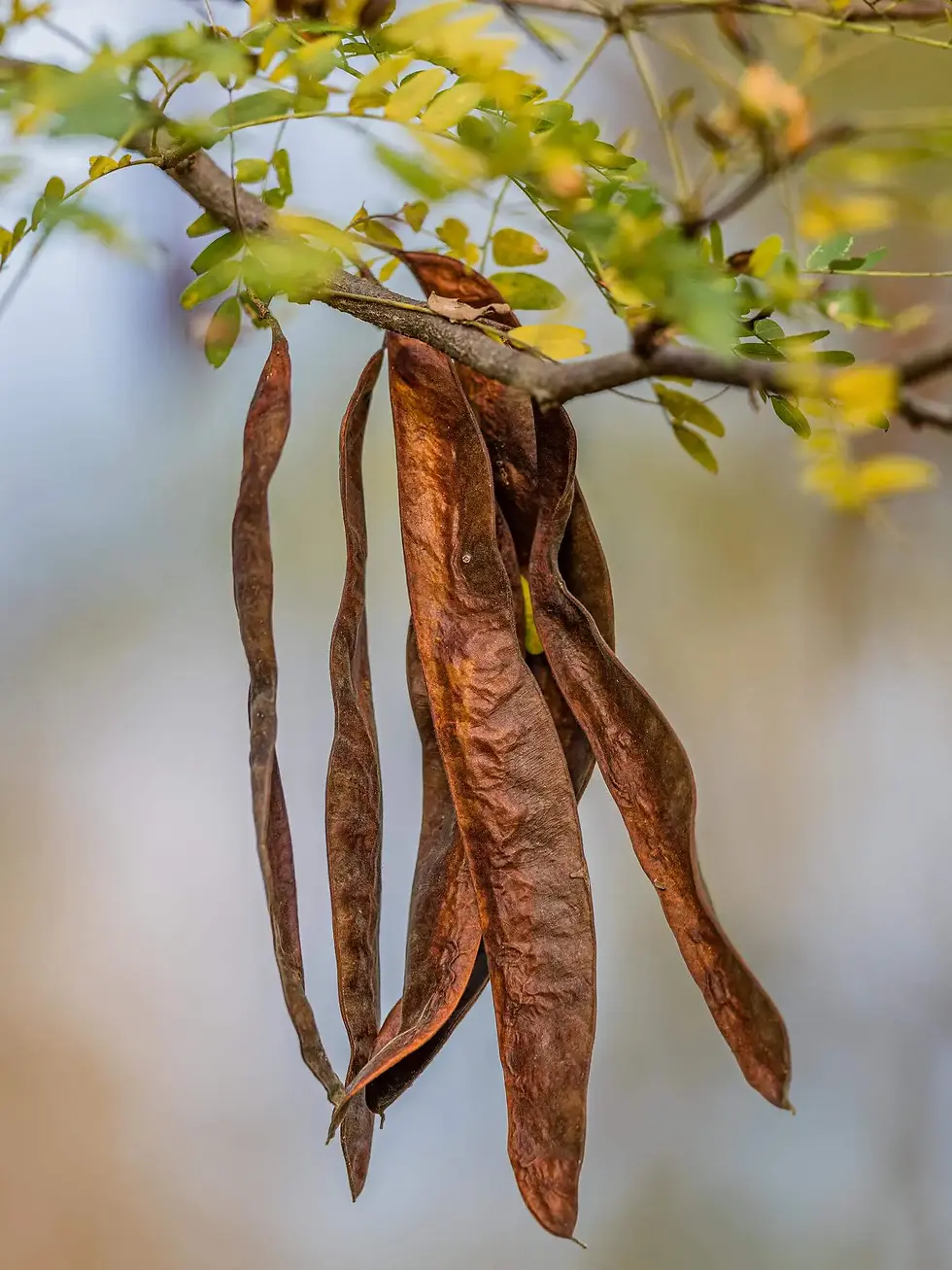 Dried carob pods hanging from a branch