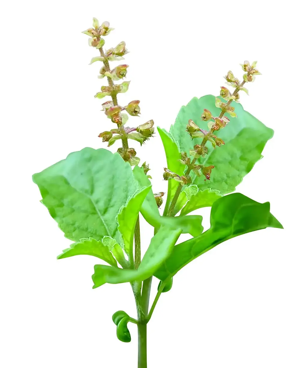 holy-basil-tulsi-plant-with-buds-isolated-on-white-background