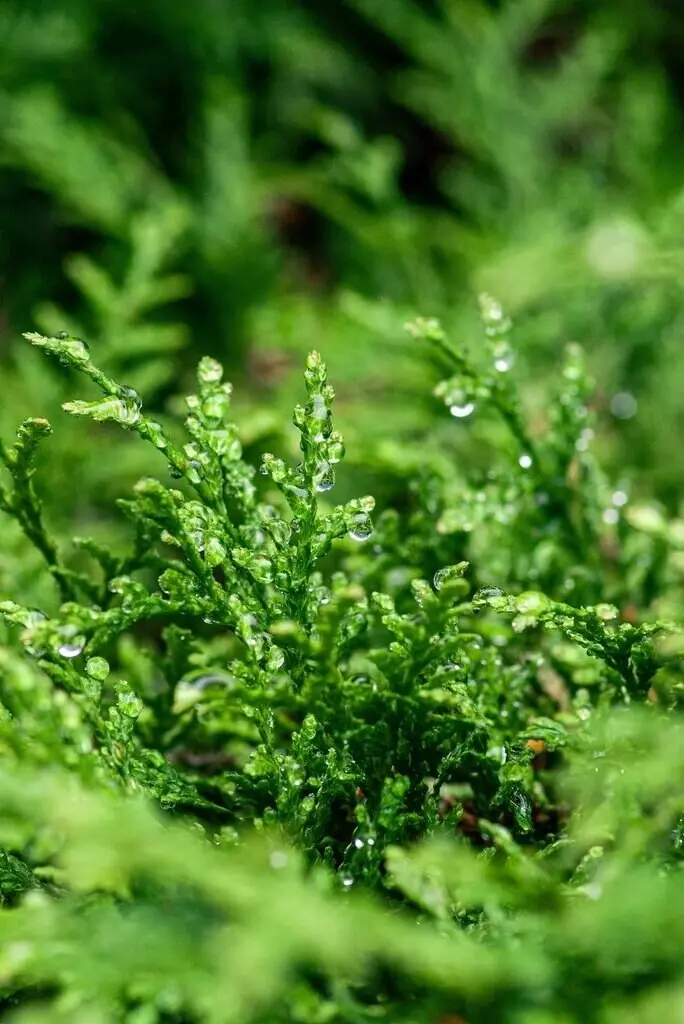 arborvitae-foliage-with-dewdrops-on-leaves