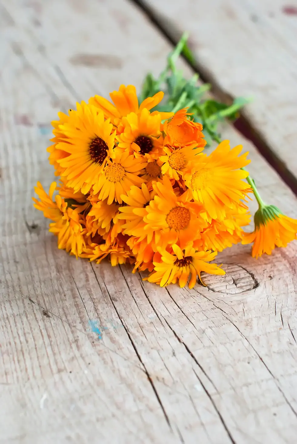 Calendula flowers on weathered wood