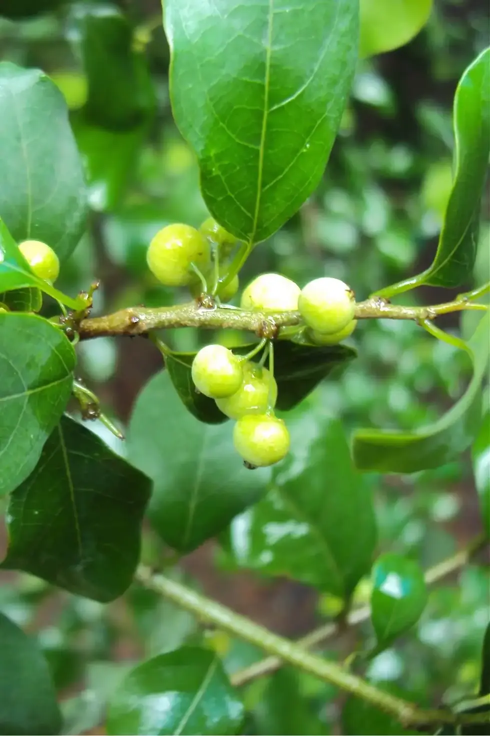 guggul-fruit-small-green-berries-on-branch-with-glossy-leaves