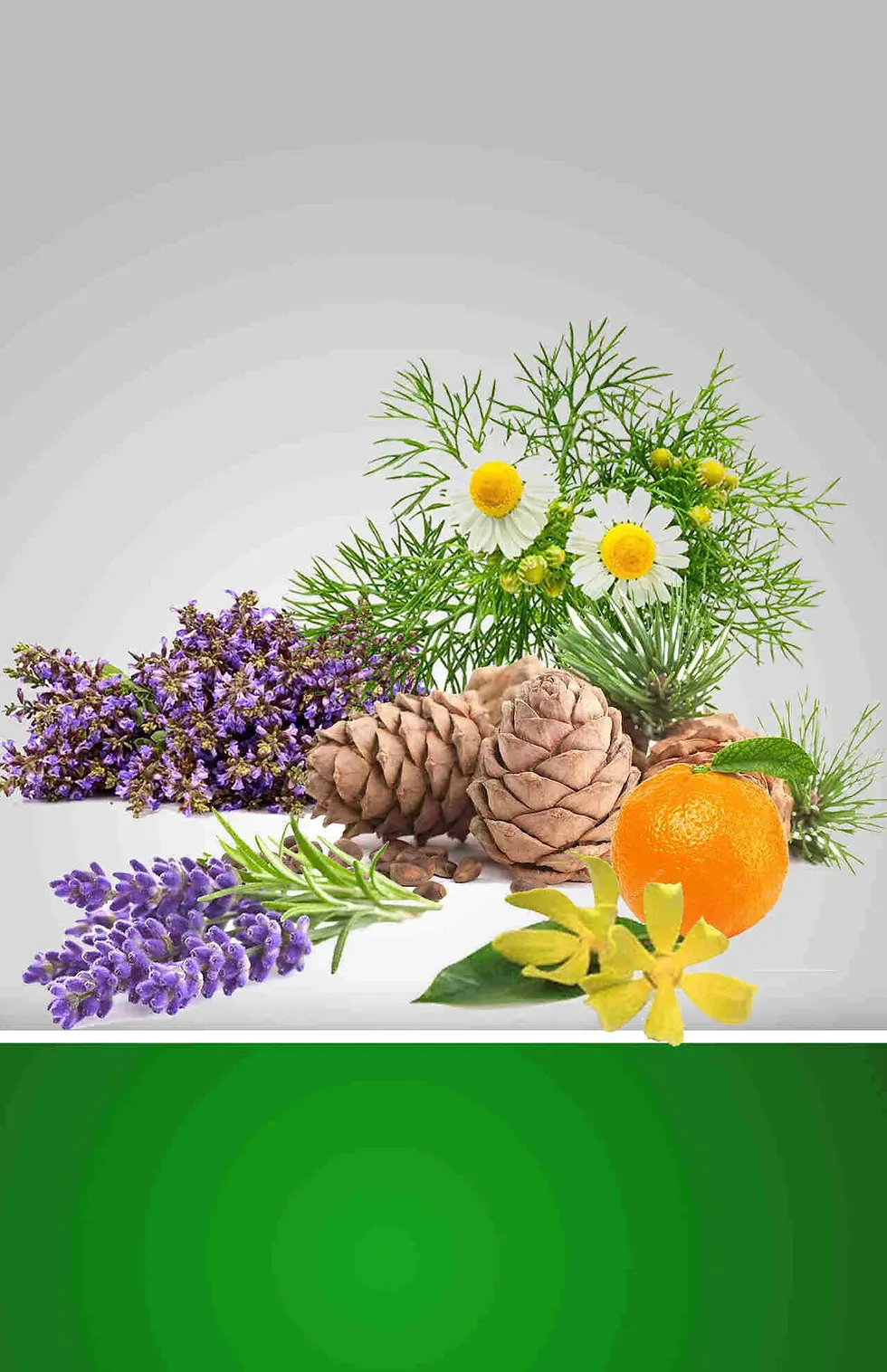 sleep-blend-with-clary-sage-lavender-orange-german-chamomile-ylang-ylang-cedarwood