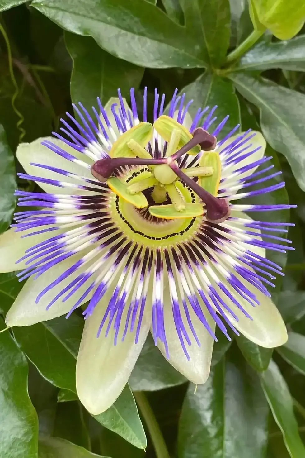 passion-flower-garden
