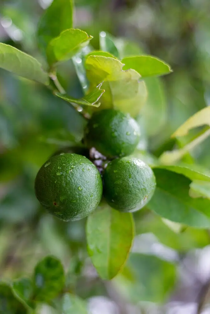 lime-green-fruits-with-leaves
