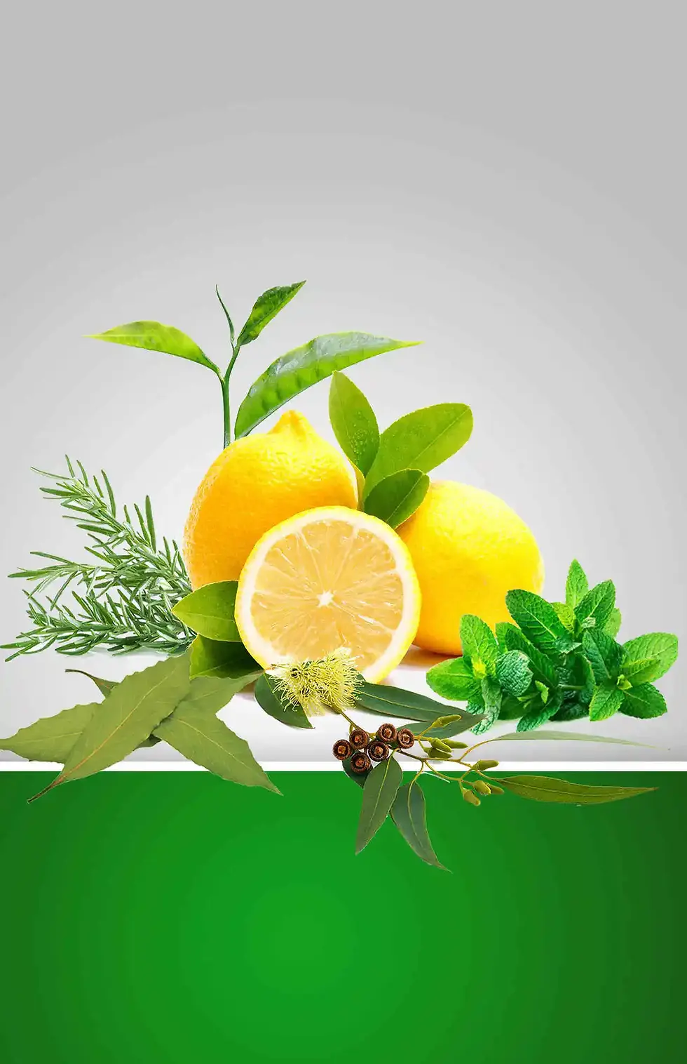 Citrus fruits, eucalyptus leaves, mint, rosemary, and bay leaves on a green background