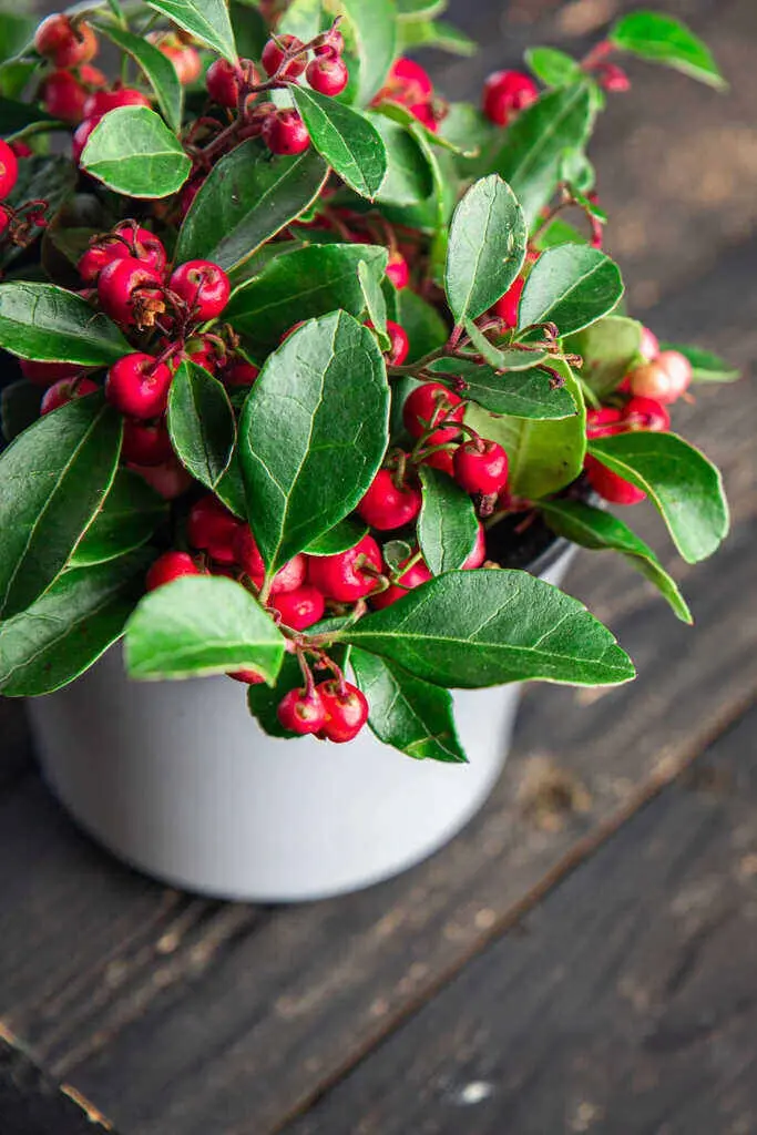 Wintergreen plant with red berries in a white pot
