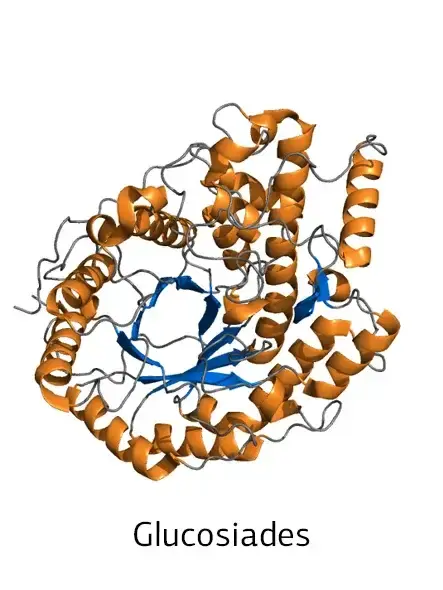 structure-enzyme-glucosidase-concept
