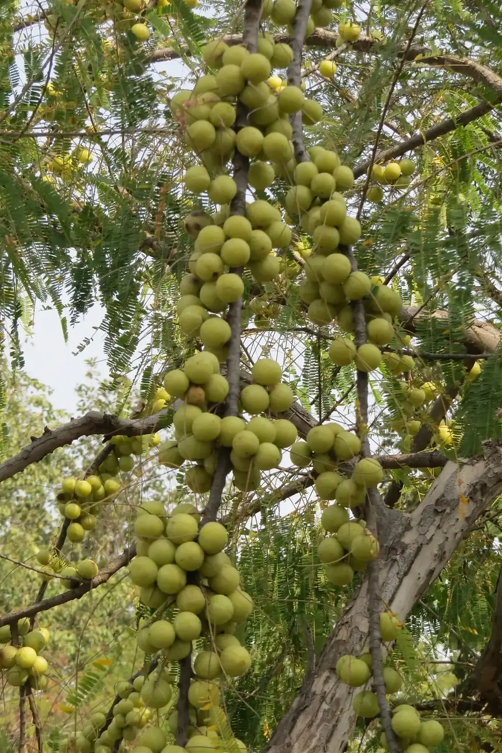 Amla fruits growing on a tree