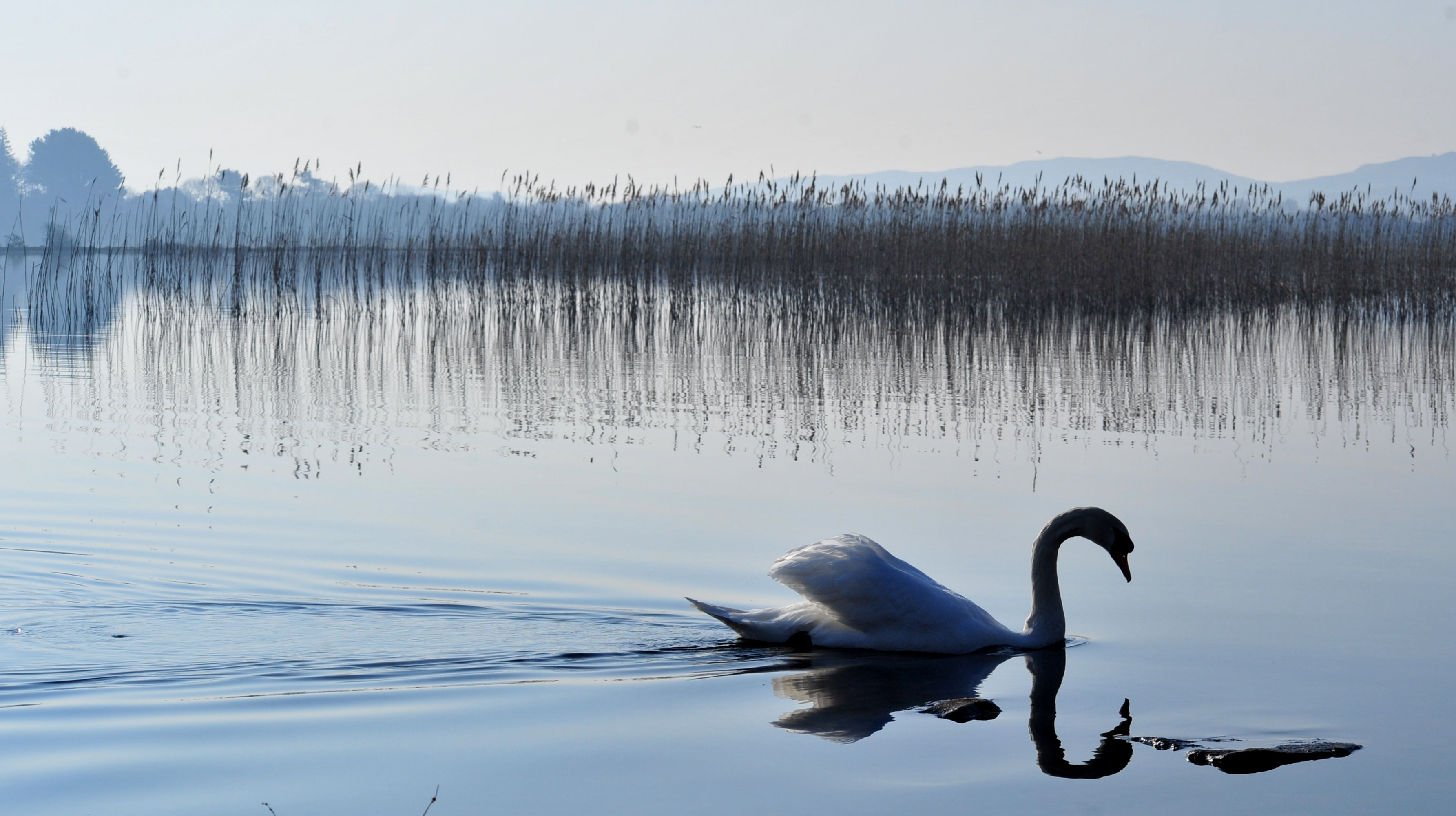 Swan