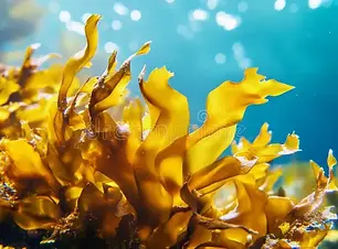 fucoxanthin-rich-brown-seaweed-thriving-deep-ocean-waters-discover-vibrant-beauty-highligh