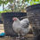 Thumbnail: Splash  Orpington Young Pullet,ออพิงตันสาวน้อยสีสแปลช