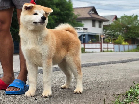 อากิตะ อินุของเรา Part 1