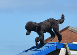 S Hallmark Lottie 11.JPG