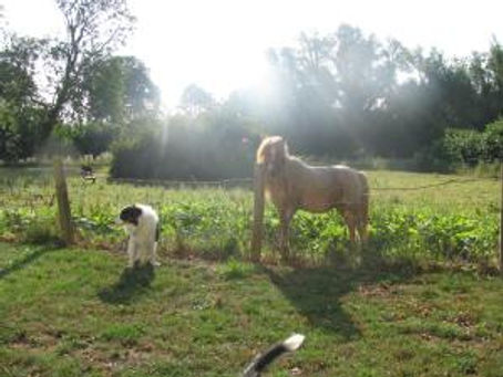 Update on Pie’s training, Betty and life at Barbary!