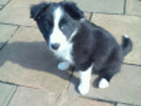 Thinking of a new puppy?
