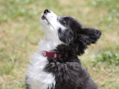 Betty and wheels and being a sheepdog!