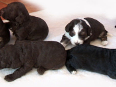 Puppies 3 weeks old today!