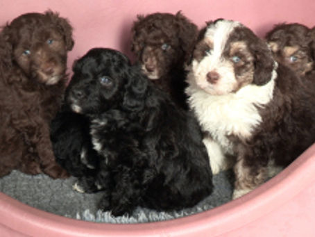 Puppies at five weeks!
