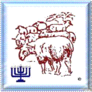 sheep and menorah