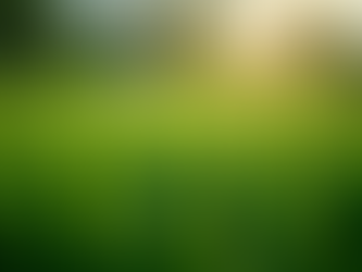 Essential Lawncare Tips for the Wet Season in Cairns