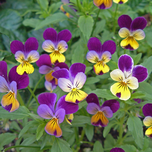 Viola Johnny Jump Up 350 Seeds seedbankbox