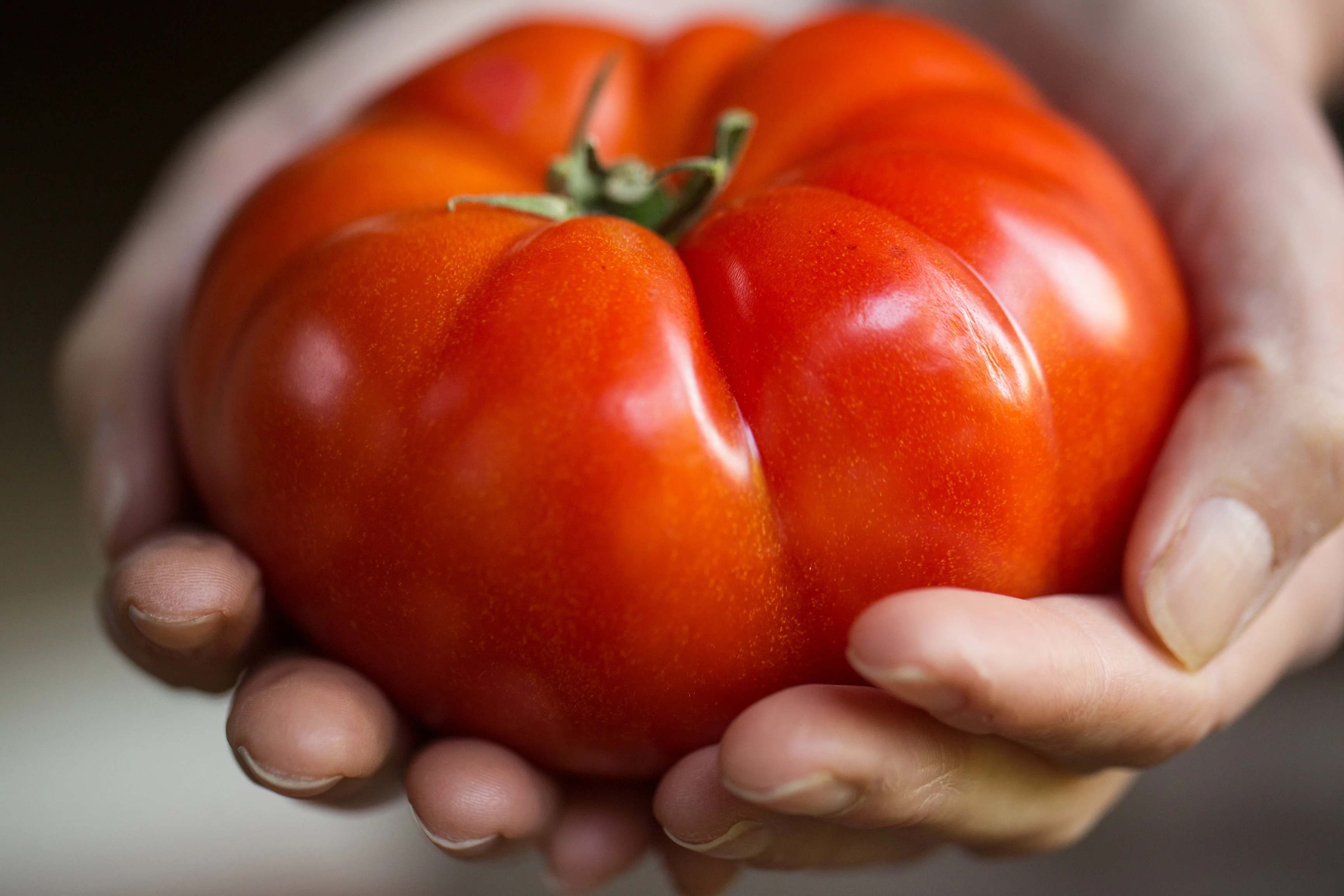 Mortgage Lifter Tomato - 50 Seeds