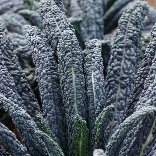 Lacinato/Dinosaur Kale 1000 Seeds seedbankbox