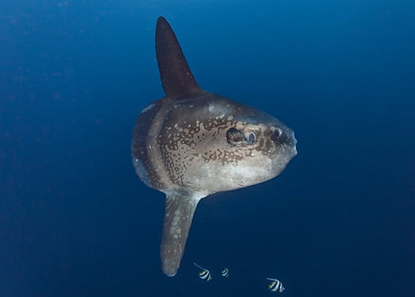 mola_mola_NOOA.6f37805.width-1200.ab7b7c6.jpg