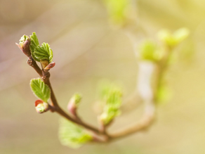 🌿 Why Spring is the Perfect Time to Reset with Herbs
