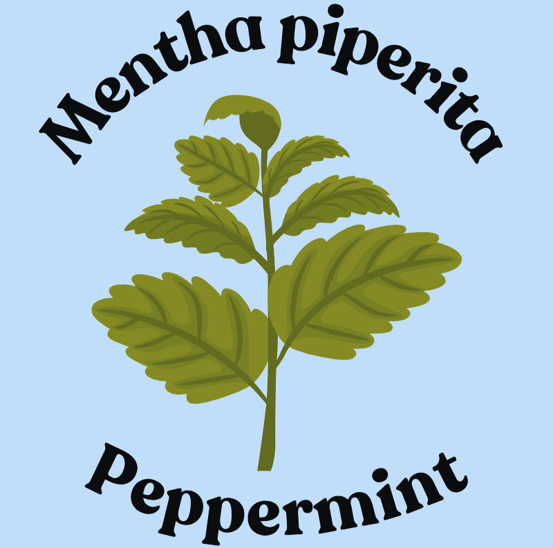 Green peppermint plant on a blue background with text "Mentha piperita Peppermint" in bold black font, creating a fresh feel.
