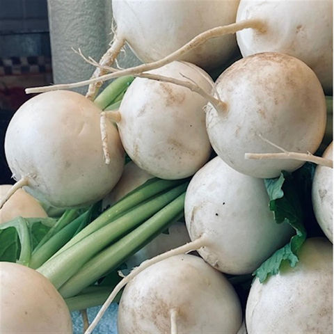 turnip_0662.jpeg