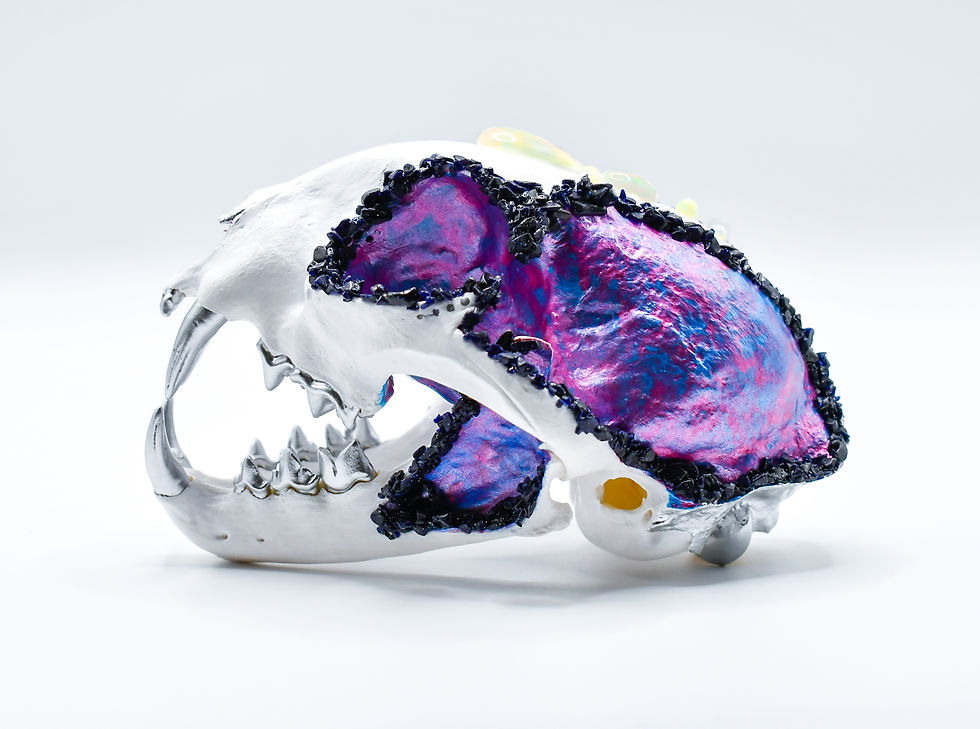 Andromeda The Bobcat