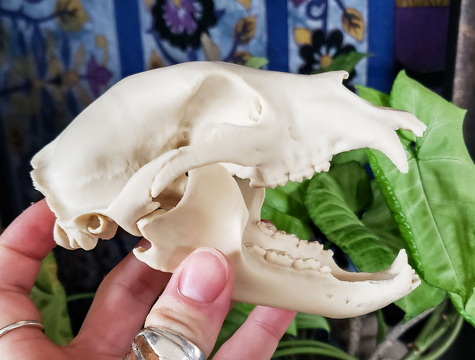 Thumbnail: Mini Black Bear Replica