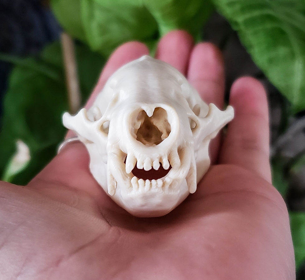 Thumbnail: Mini American Badger Replica