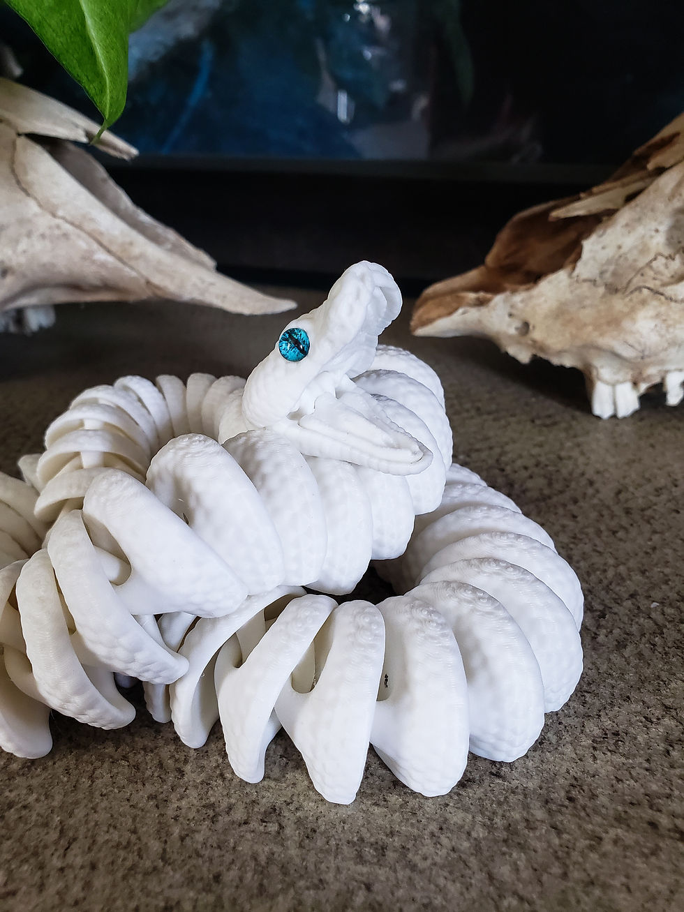 Thumbnail: Leucistic Ball Python