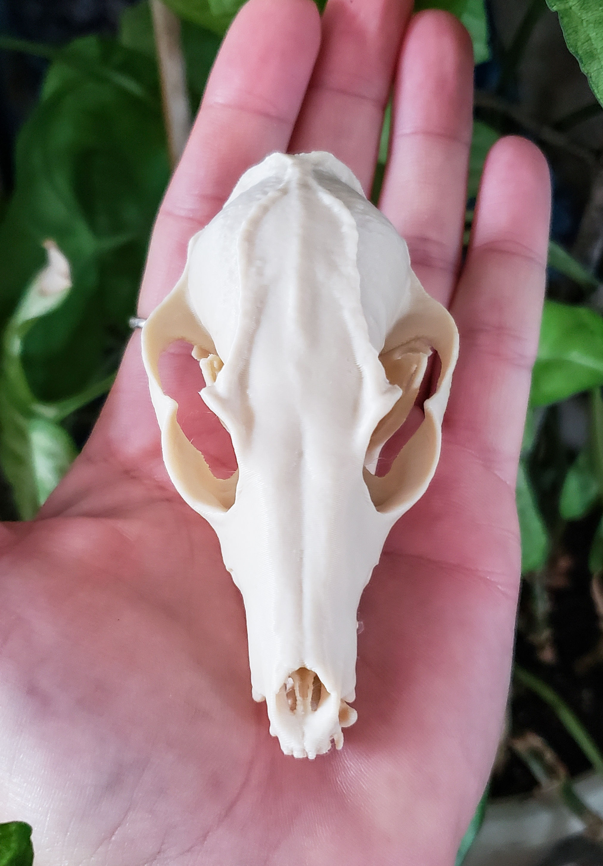 Mini Bat Eared Fox Replica