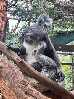 Boorubee (Koala)