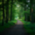 Calm tranquil woodland path no people.jpg