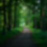 Calm tranquil woodland path no people.jpg
