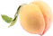pngocean.com (16).png