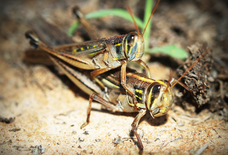 Understanding Insect Talk