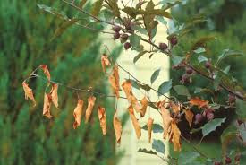 What is Fire Blight?