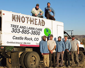 Deep Root Fertilization: Colorado Tree Care Guide